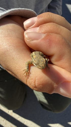 iNaturalist observation photo of Common Sagebrush Lizard