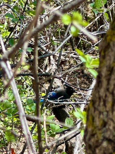 Steller's Jay