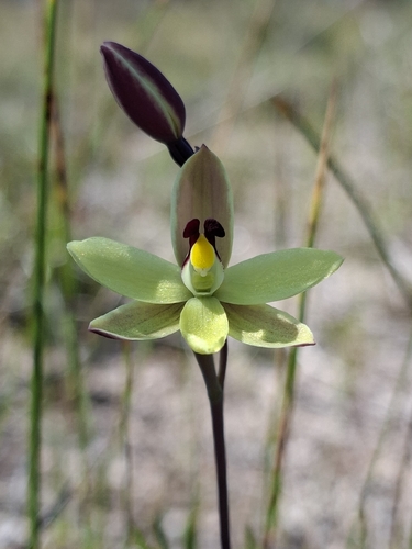 lemon-scented sun orchid