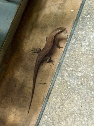 Common Sun Skink