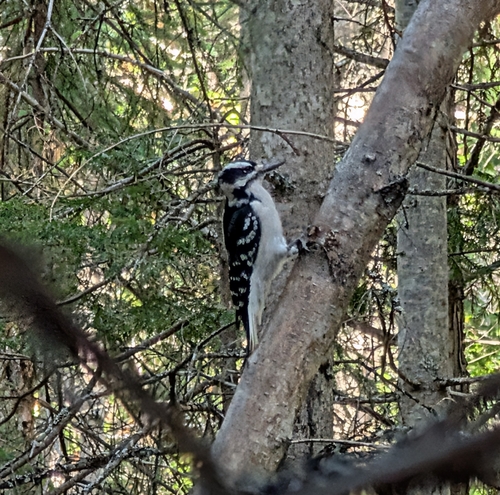 Hairy Woodpecker