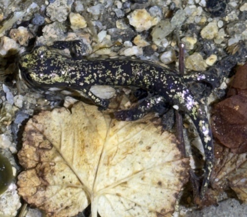 iNaturalist observation photo of Mount Lyell Salamander