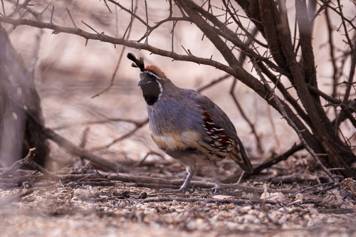 Gambel's Quail