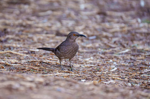 Curve-billed Thrasher