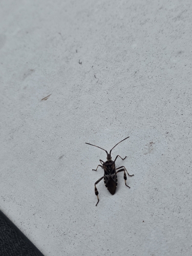 Western Conifer Seed Bug