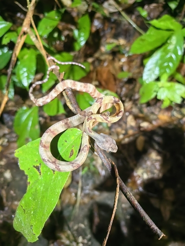 Dog-toothed Cat Snake