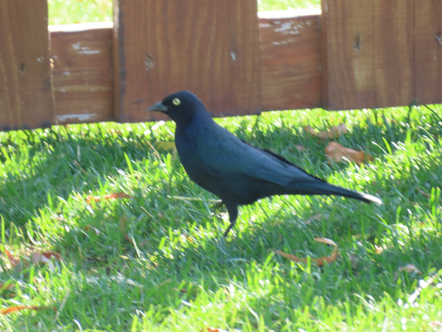 Brewer's Blackbird