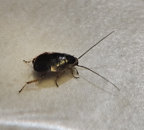 Forest Cockroach