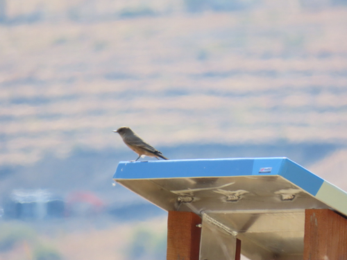 Say's Phoebe