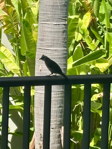 Yellow-vented Bulbul
