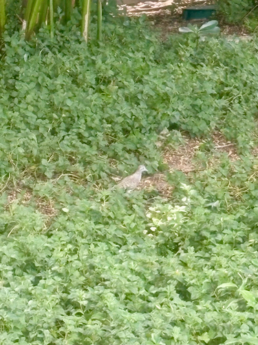 Zebra Dove