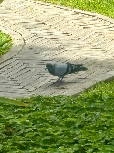 Feral Pigeon