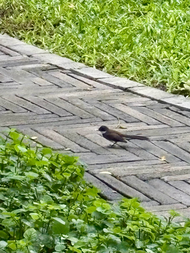 Malaysian Pied-Fantail