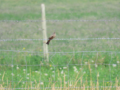 Say's Phoebe