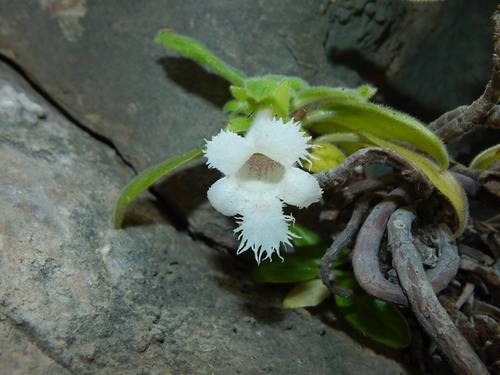 Alsobia magnifica