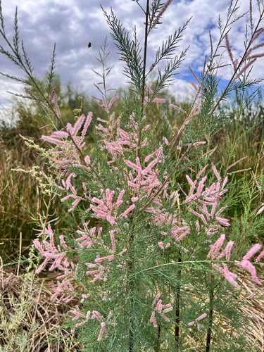 Tamarix chinensis