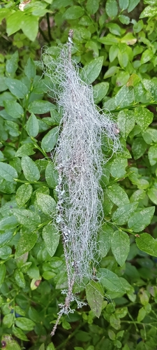 Pale-footed Horsehair Lichen