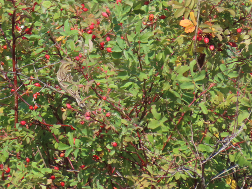 Savannah Sparrow