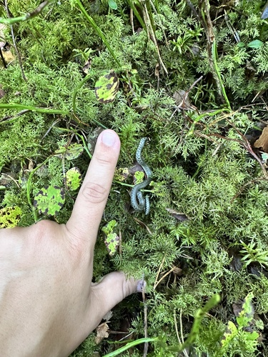 grass snake