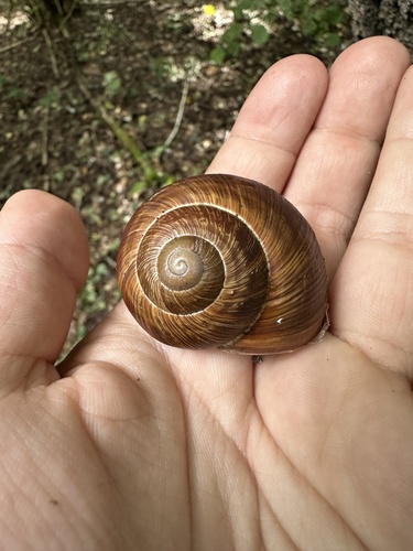 Roman Snail
