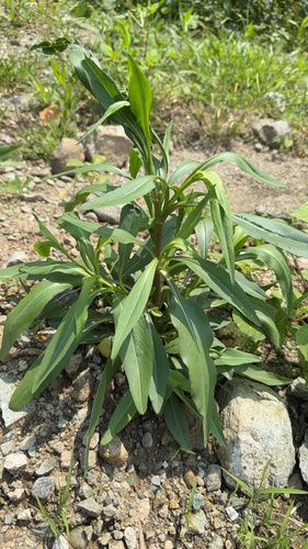 掃帚菊