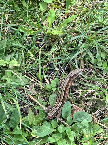 Viviparous Lizard