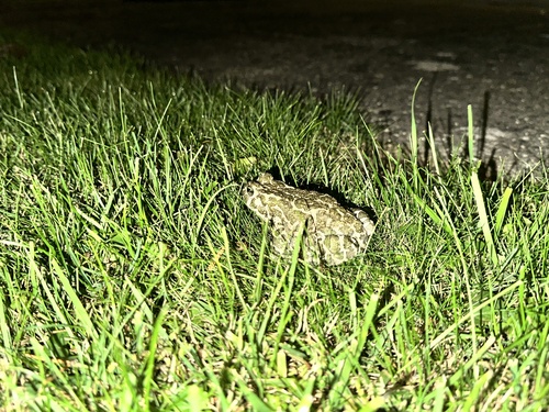Green Toad