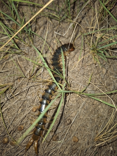 Escolopendra tigre