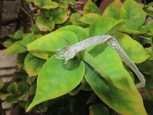 Kelung Cat Snake
