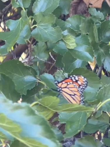 Monarch