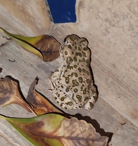African Green Toad