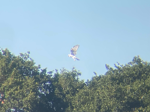 White-tailed Kite