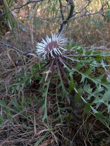 Silver Thistle
