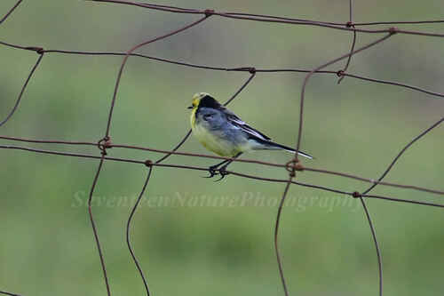 Citrine Wagtail