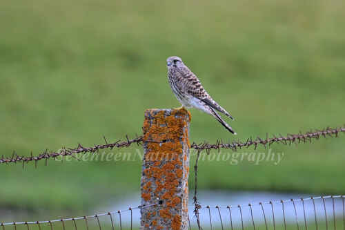 Eurasian Kestrel