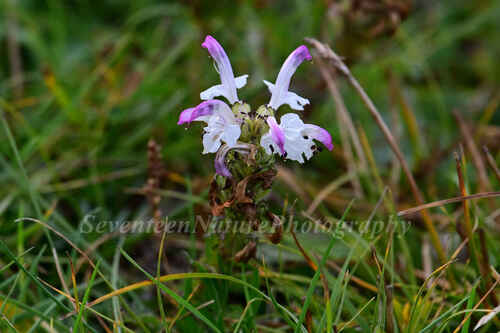 Pedicularis cheilanthifolia