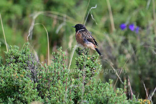 Siberian Stonechat