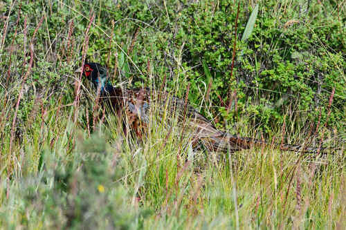 Ring-necked Pheasant