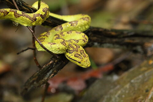 Malabarian Pit Viper