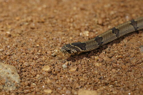 Streaked Kukri Snake
