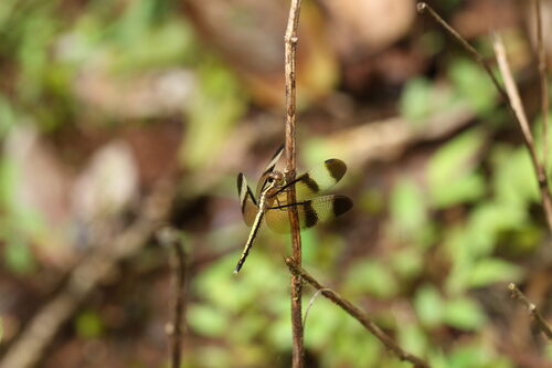 Pied Paddy Skimmer
