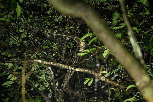 Grey Slender Loris
