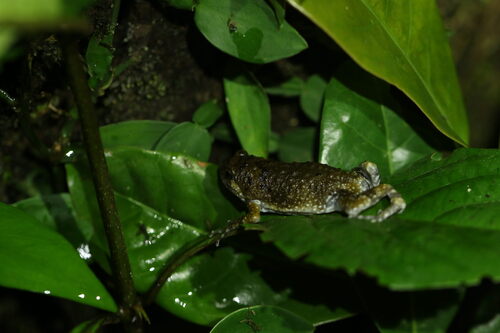 Indian Dot Frog