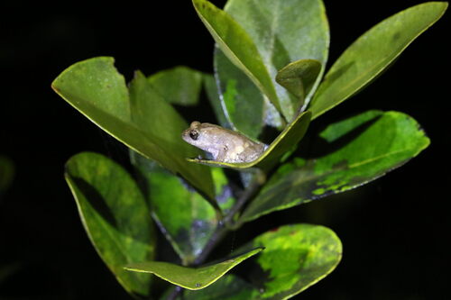 Kudremukh Bush Frog