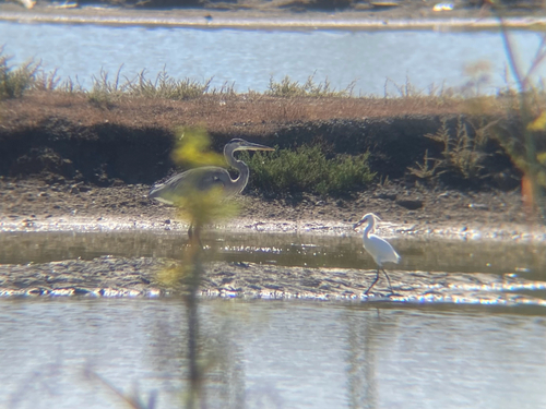 Snowy Egret