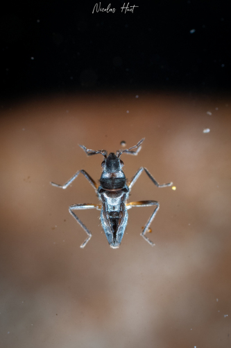 Microvelia bourbonensis