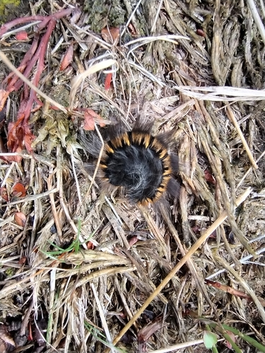 Fox Moth