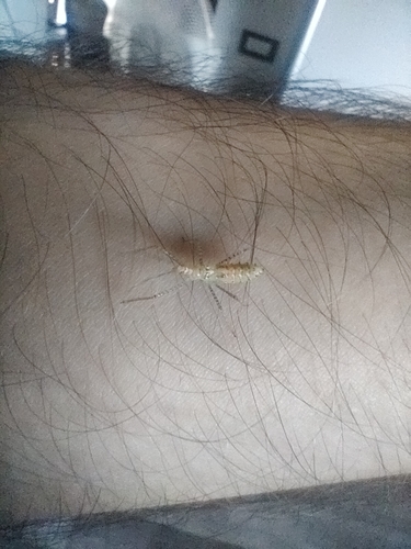 Leafhopper Assassin Bug