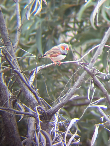 Zebra Finch