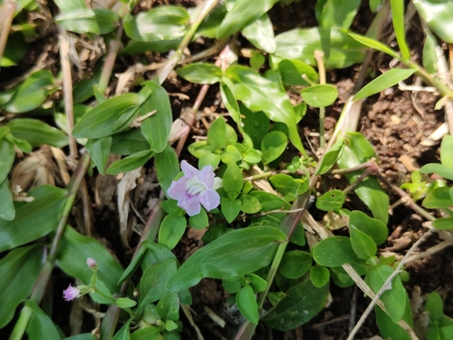 Creeping Ruellia